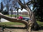 The napping tree? ;-) 